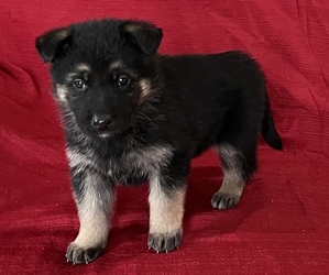 German Shepherd Dog Puppy for sale in HOPEDALE, IL, USA