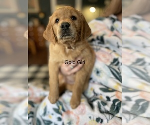 Golden Retriever Puppy for sale in EMLENTON, PA, USA