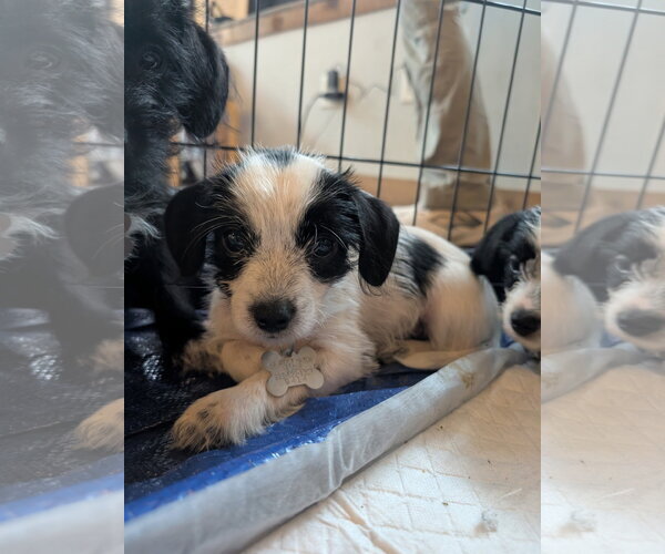 Medium Photo #2 Dachshund-Unknown Mix Puppy For Sale in Holly Springs, NC, USA