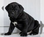 Small #2 Cane Corso
