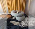 Small #1 Huskies  Mix