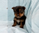 Small #6 Yorkshire Terrier