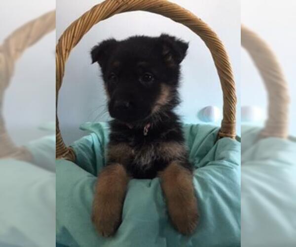 Medium Photo #1 German Shepherd Dog Puppy For Sale in HUDSON, MI, USA