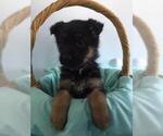 Small Photo #1 German Shepherd Dog Puppy For Sale in HUDSON, MI, USA