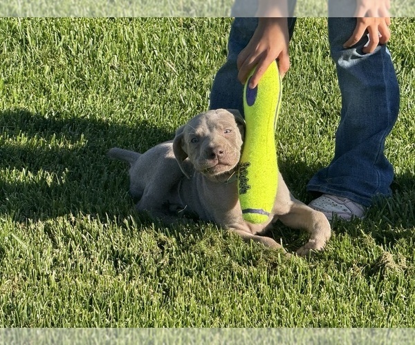 Medium Photo #7 Weimaraner Puppy For Sale in WILLOWS, CA, USA