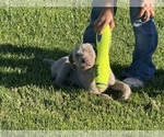 Small Photo #7 Weimaraner Puppy For Sale in WILLOWS, CA, USA
