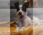 Small #1 Rat Terrier Mix