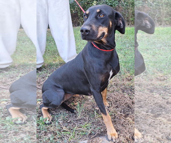 Medium Photo #1 Labrador Retriever-Unknown Mix Puppy For Sale in Wetumpka, AL, USA