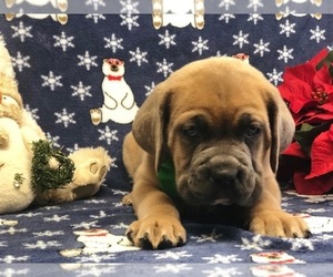 Cane Corso Puppy for sale in CLAY, PA, USA