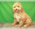 Image preview for Ad Listing. Nickname: Litter of 5