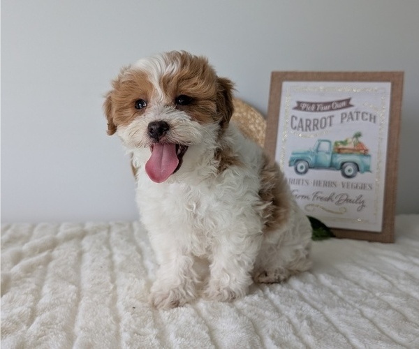Medium Photo #16 Poovanese Puppy For Sale in GOSHEN, IN, USA