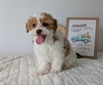 Small Photo #16 Poovanese Puppy For Sale in GOSHEN, IN, USA