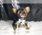 Small #3 Yorkshire Terrier