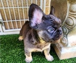 Small Photo #12 French Bulldog Puppy For Sale in LAS VEGAS, NV, USA