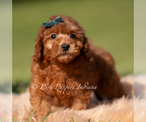 Medium Photo #89 Poodle (Toy) Puppy For Sale in WARSAW, IN, USA
