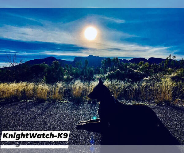 Medium Photo #2 Dutch Shepherd Dog Puppy For Sale in SIERRA VISTA, AZ, USA
