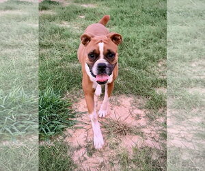 Boxer Dogs for adoption in Dumont, NJ, USA