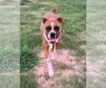 Small Boxer