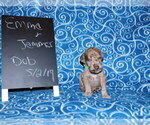 Small Photo #3 Great Dane Puppy For Sale in LAKE CITY, FL, USA