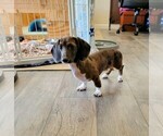Small #1 Dachshund