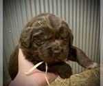 Small Photo #6 Newfoundland Puppy For Sale in MARENGO, WI, USA