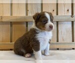 Small Photo #10 Australian Shepherd Puppy For Sale in JEROMESVILLE, OH, USA