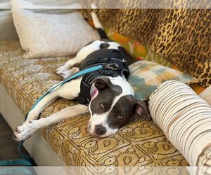 Poppy Seed - Female Mutt Dog for Adoption - Photo #5
