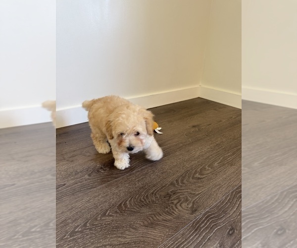 Medium Photo #7 Poodle (Toy) Puppy For Sale in SPERRY, OK, USA