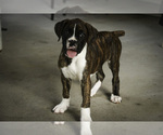 Small #2 Boxer
