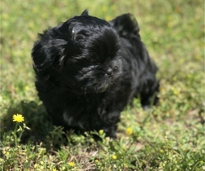 Shih Tzu Puppy for Sale in MILTON, Florida USA