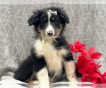 Small Photo #4 Australian Shepherd Puppy For Sale in LAKELAND, FL, USA
