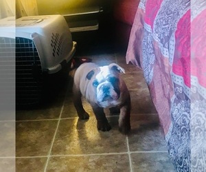 English Bulldogge Puppy for sale in GLASGOW, KY, USA