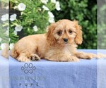 Small #3 Cavapoo