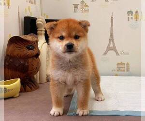 Shiba Inu Puppy for sale in SAN DIEGO, CA, USA