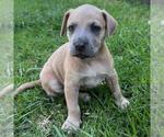 Fiji Pup - Nadi - Female Colonial Cocker Spaniel-Unknown Mix Dog for Adoption - Small photo