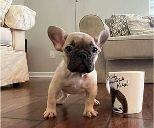 French Bulldog Puppy for Sale in WEST COLUMBIA, South Carolina USA
