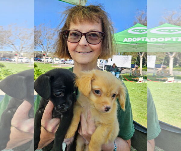 Medium Photo #2 Chihuahua Puppy For Sale in Lake Elsinore, CA, USA