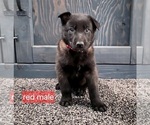 Small #1 Belgian Malinois