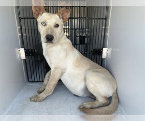 American Pit Bull Terrier-Siberian Husky Mix Dogs for adoption in Houston, TX, USA