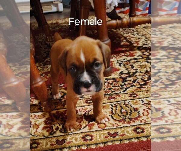 Medium Photo #3 Boxer Puppy For Sale in FOUNTAIN INN, SC, USA