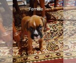 Small #2 Boxer