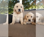 Small #6 Golden Retriever
