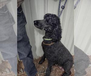 Mother of the Goldendoodle puppies born on 04/21/2025
