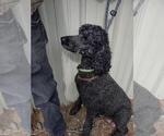 Small Photo #1 Goldendoodle Puppy For Sale in AIRWAY HEIGHTS, WA, USA