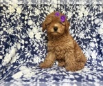 Small #7 Cavapoo