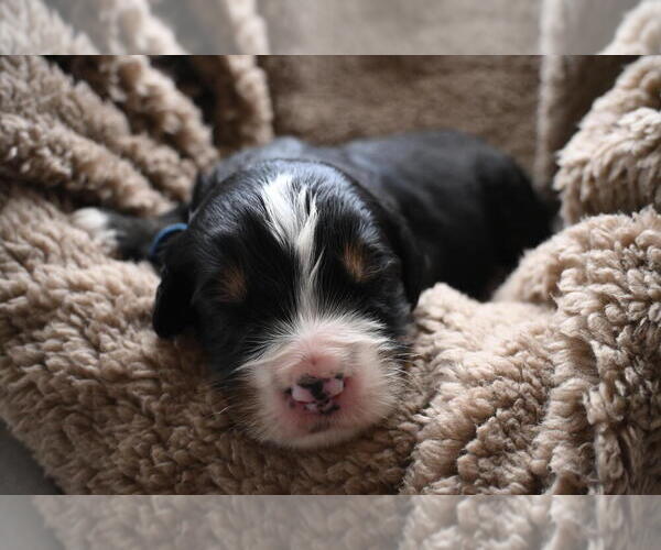 Medium Photo #13 Bernedoodle Puppy For Sale in ELMWOOD, IL, USA