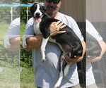 Small #1 Boston Terrier Mix