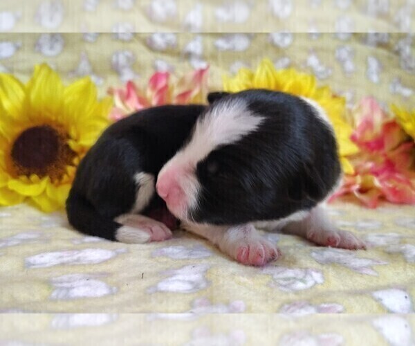 Medium Photo #123 Border Collie Puppy For Sale in NORBORNE, MO, USA