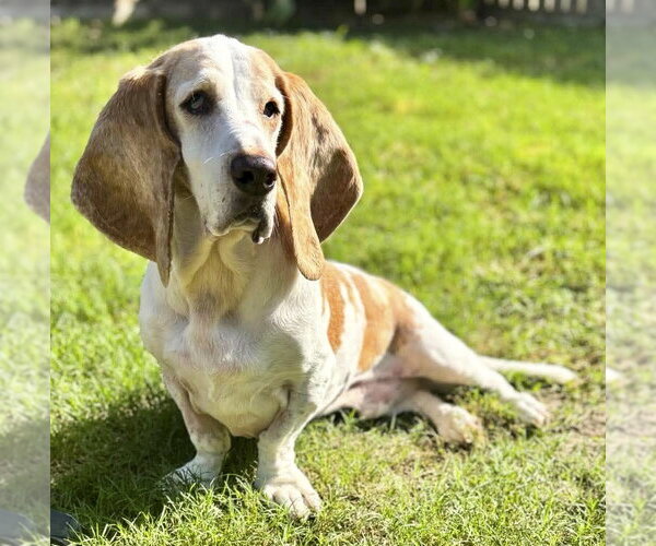 Medium Photo #7 Basset Hound Puppy For Sale in Deepwater, NJ, USA
