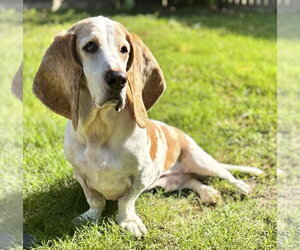 GILBERT - Male Basset Hound Dog for Adoption - Photo #7